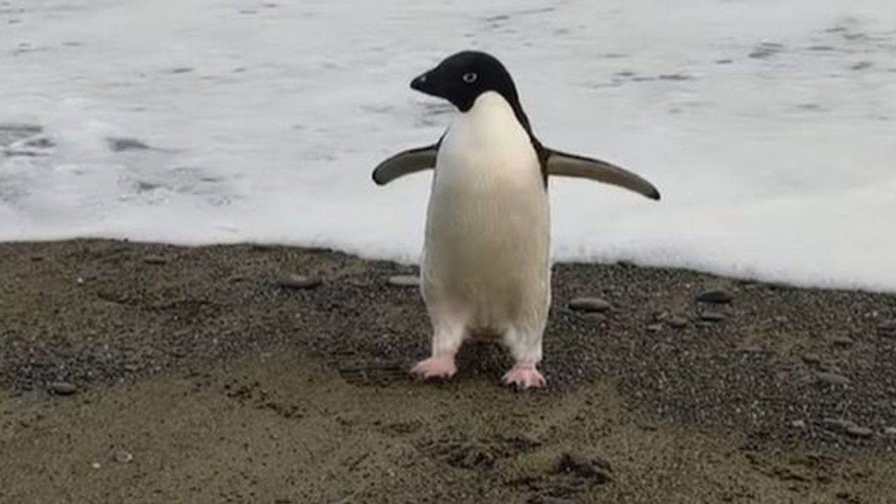 Antarktika'da yaşayan bir penguen yanlışlıkla 3 bin kilometre seyahat ederek Yeni Zelanda'ya gitti