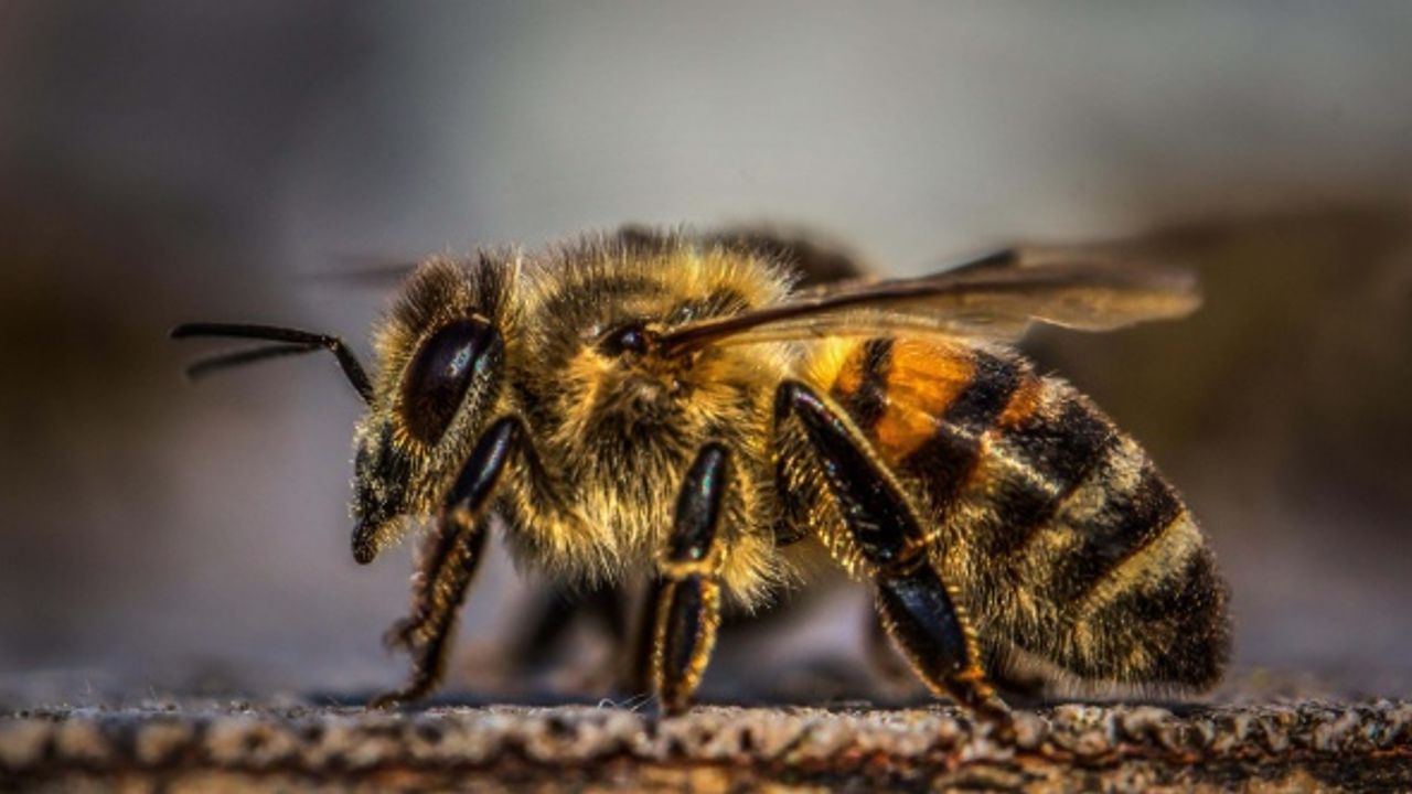İngiltere'den tatile geldi, arı sokması sonucu öldü
