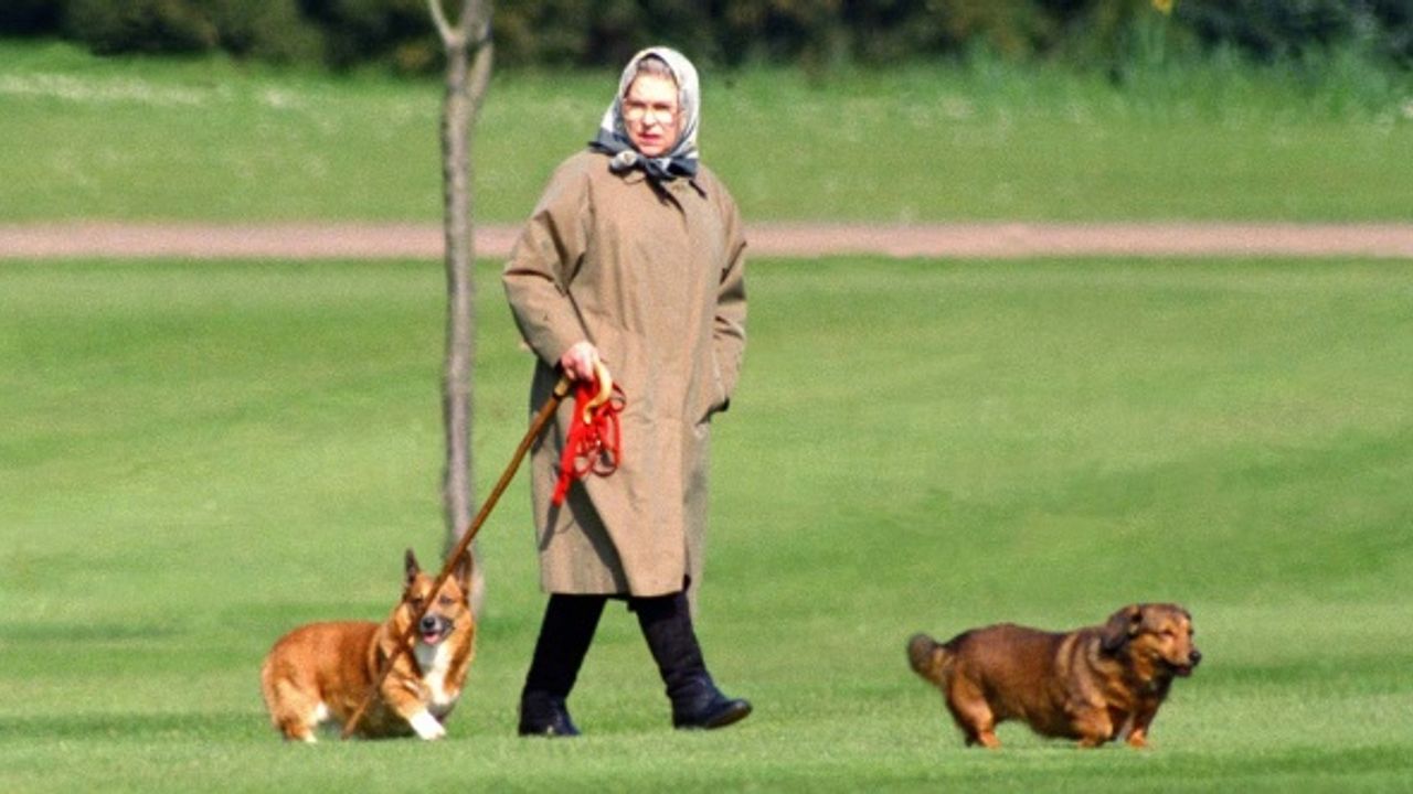 Köpeklerine kimin bakacağı belli oldu