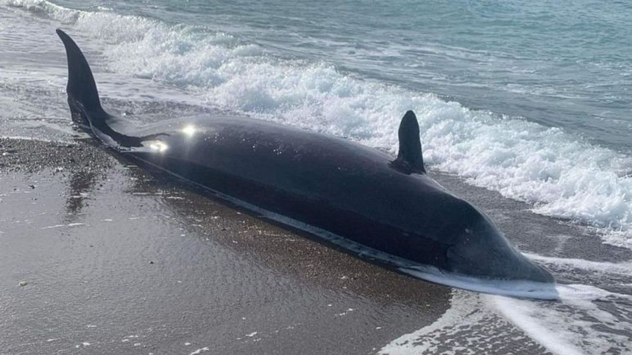 Kıbrıs'ta gizemli balina ölümleri