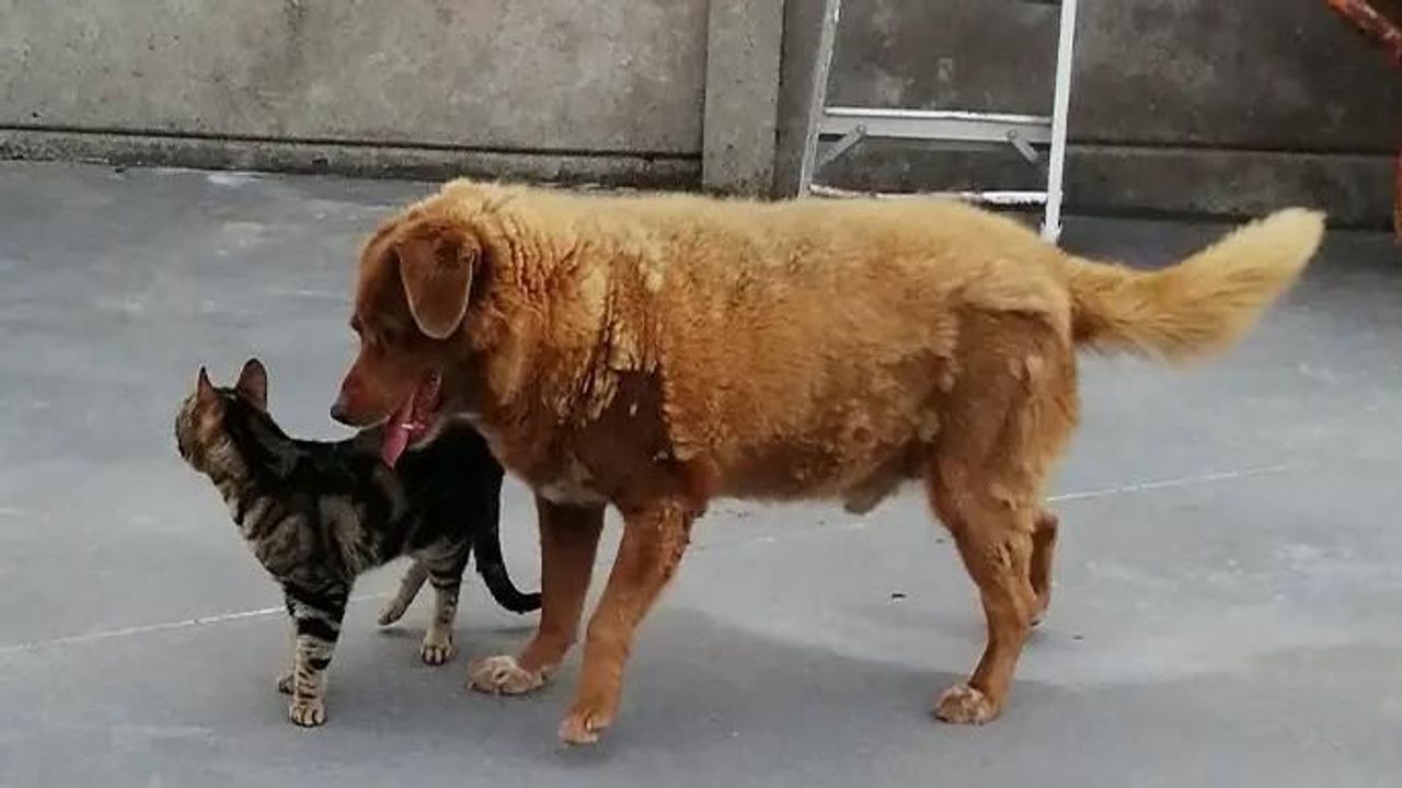 İşte dünyanın en yaşlı köpeği