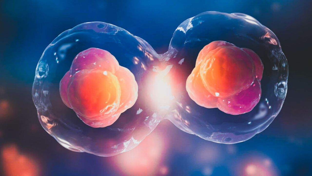 Bilim insanları sperm veya yumurta kullanmadan insan embriyosu modeli geliştirdi