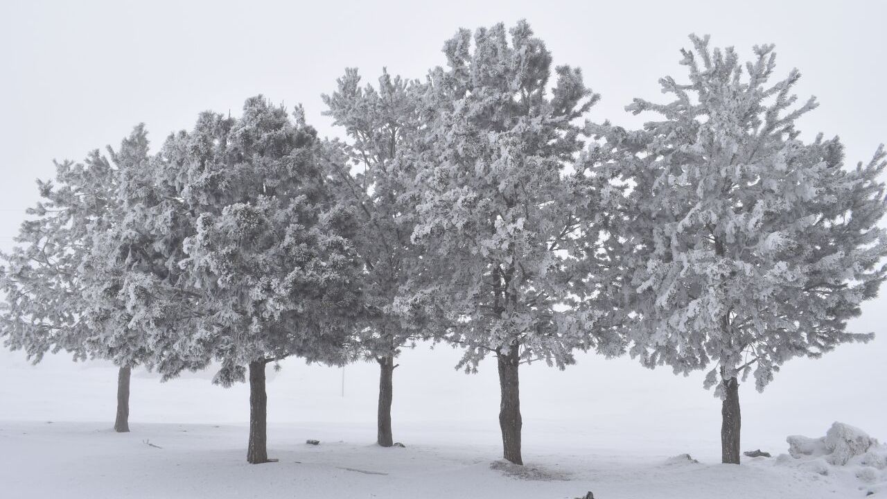 Bitlis'te sis ve soğuk hava etkili oldu