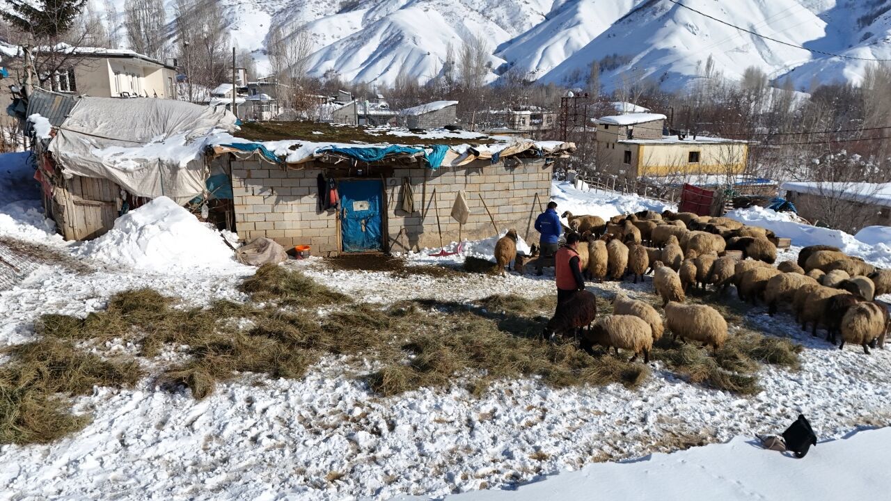 Bitlis'teki besiciler hayvanları için kış koşullarıyla mücadele ediyor