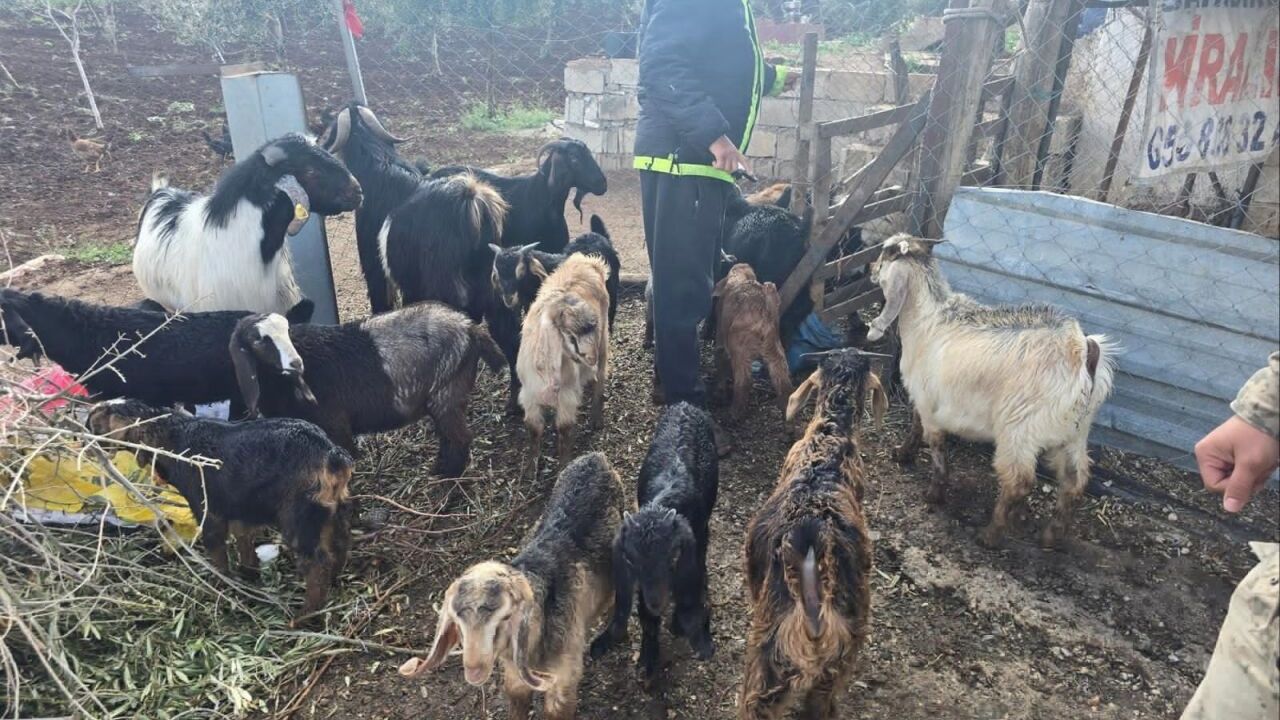 Kilis'te kaybolan küçükbaş hayvanlar jandarma tarafından bulundu
