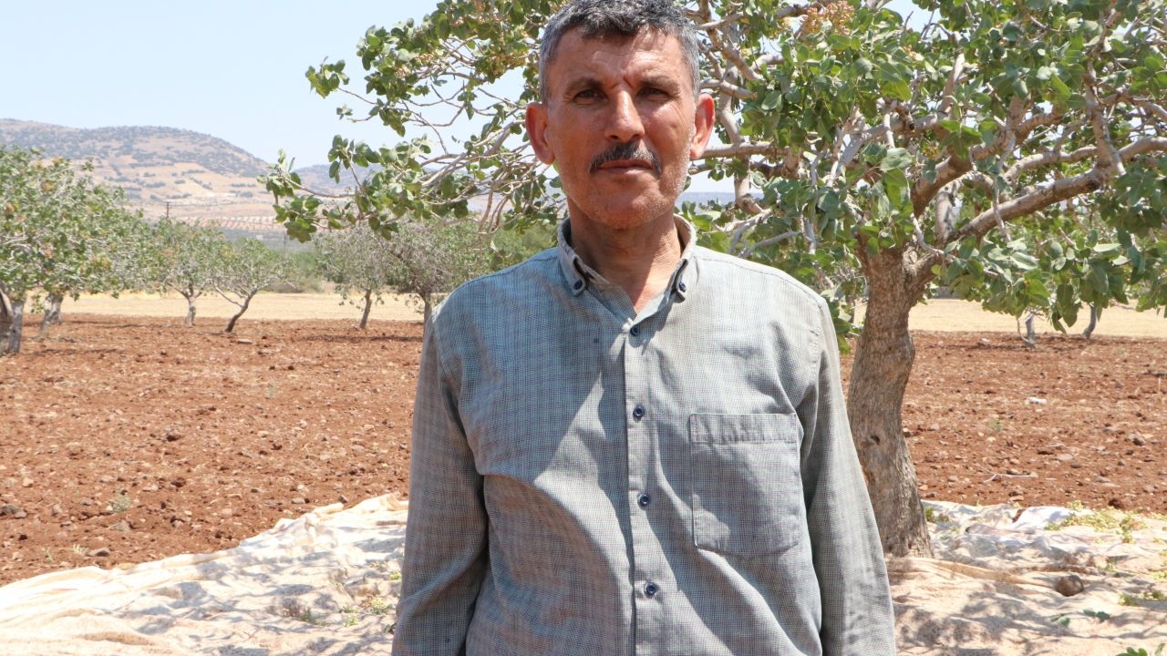 Kilis'te boz Antep fıstığı hasadı başladı