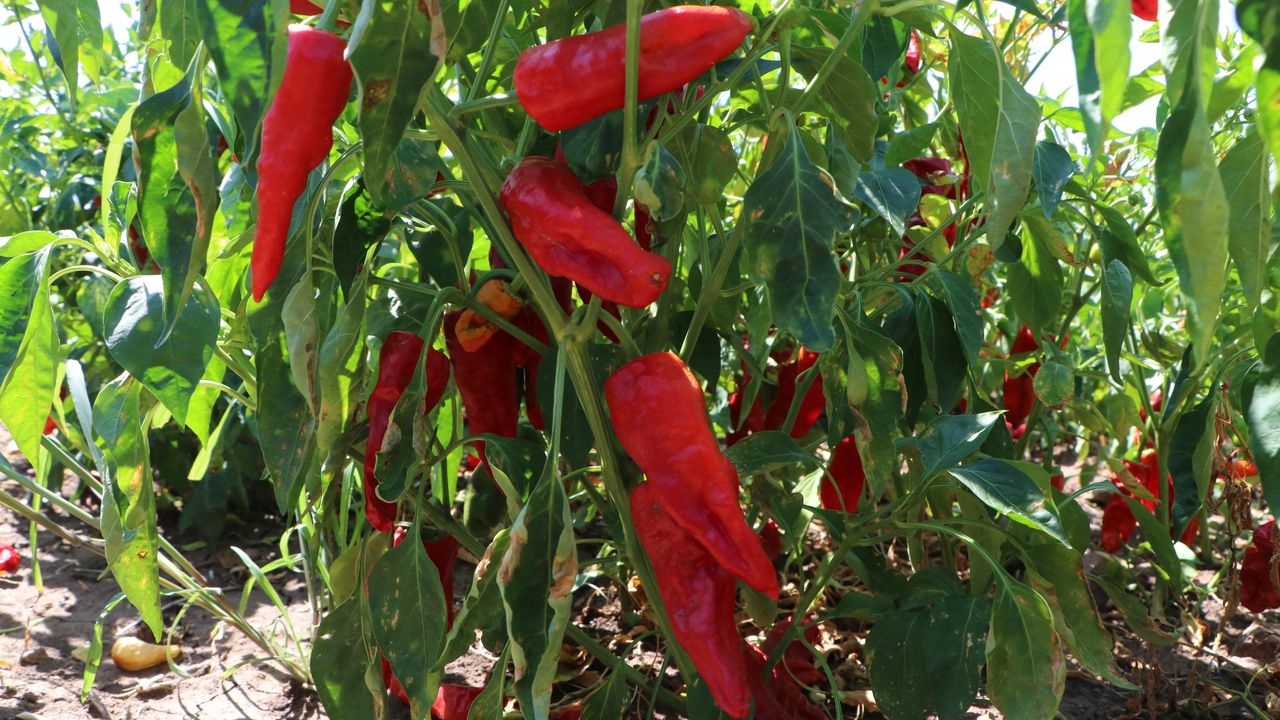Kilis'te kırmızı biber hasadı başladı