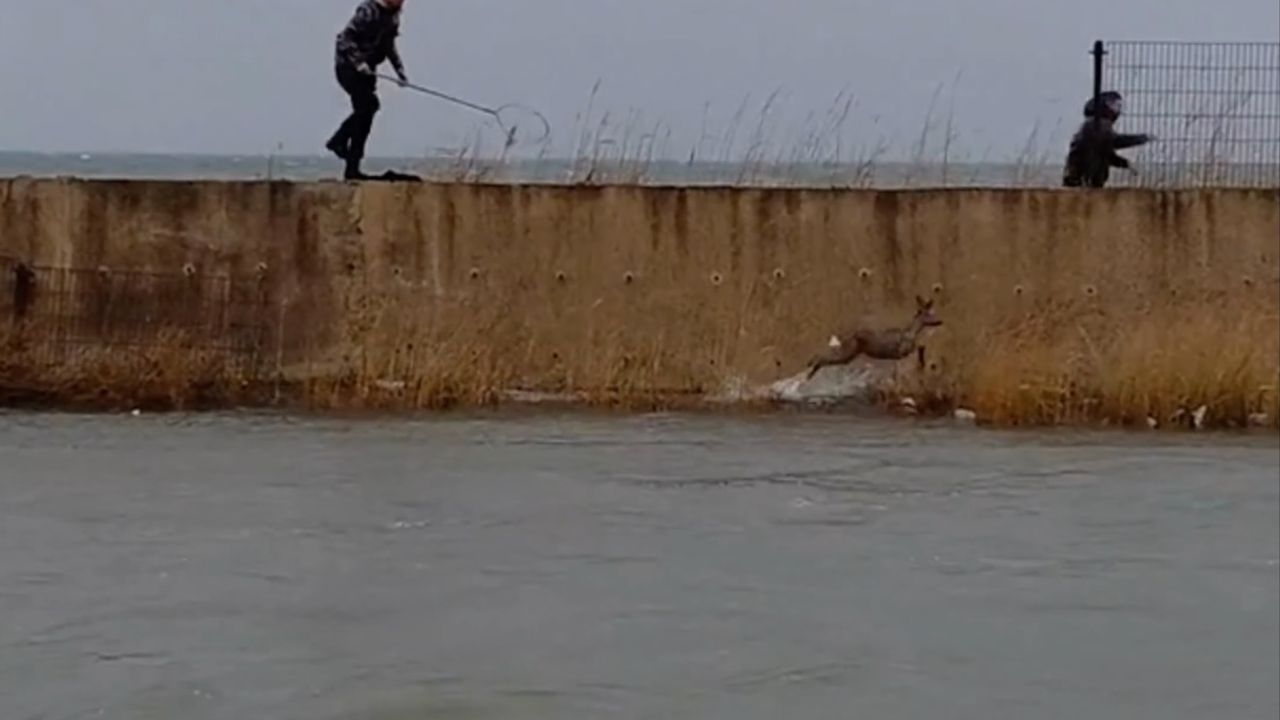 Balıkesir'de dere yatağında mahsur kalan karaca kurtarıldı