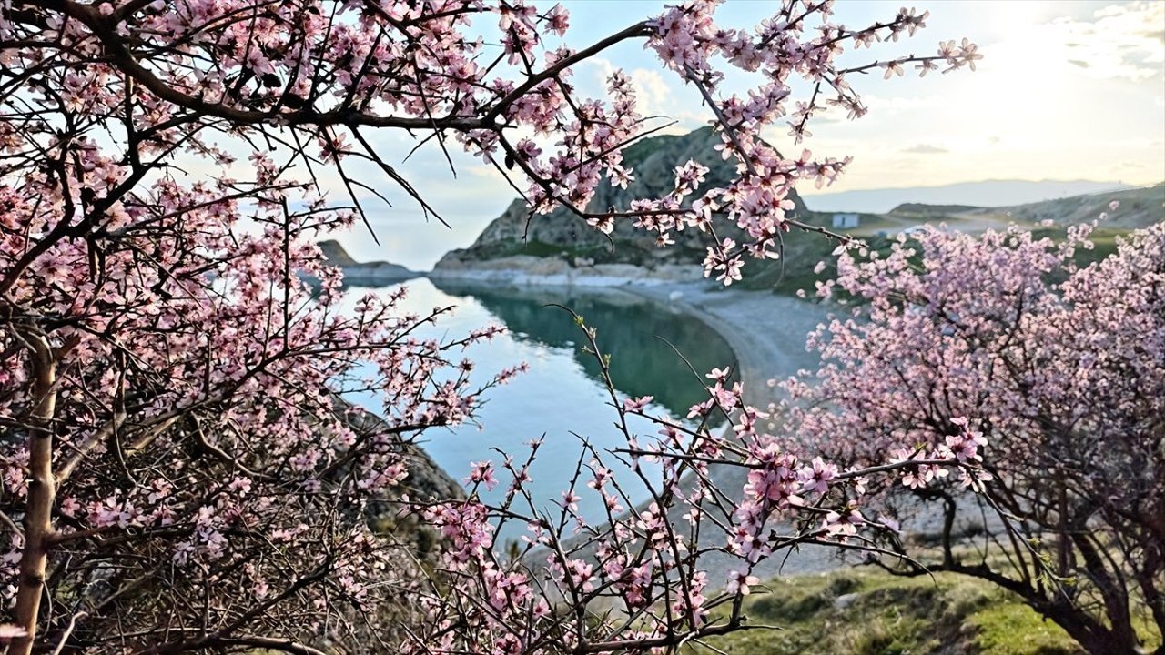 Bitlis'te çiçek açan badem ağaçları Van Gölü kıyısını renklendirdi