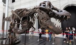 T-Rex iskeleti 6,2 milyon dolara satıldı