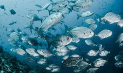 Denizin altındaki 'gürültülü' dünya: Balıklar nasıl iletişim kuruyor?
