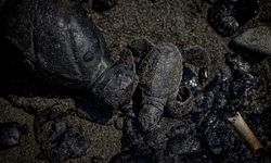 AA'nın Kıdemli Foto Muhabiri Coşkun, Uluslararası Akdeniz Fotoğraf Yarışması'nda 2 ödül kazandı