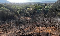 Muğla'nın Datça ilçesinde makilik alanda çıkan yangın kontrol altına alındı