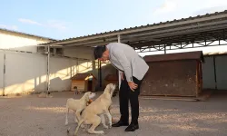 Nevşehir'e yeni Hayvan Kasabası