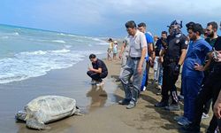 Hatay'da tedavileri tamamlanan 5 kaplumbağa denize bırakıldı