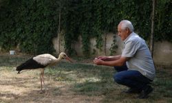 Kahramanmaraş'ta yaralı bulunan leylek yavrusu tedavi altına alındı