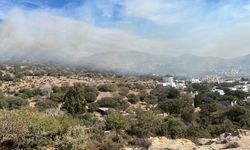 Bodrum'da çıkan yangında 5 hektar makilik zarar gördü