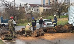 Avcılar'da yola ağaç devrildi