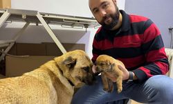 İstanbul'da sahipsiz köpek ölmek üzere olan yavrusunu veterinere getirdi