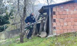 Ordu'da kahverengi kokarca ile mücadelede 250 bin kışlak ilaçlandı