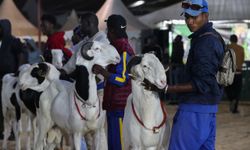 Senegal'de "koyunların kralı ladoumlar" podyuma çıktı