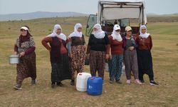 Muş'ta berivanlar süt sağımı için traktör römorkunda kilometrelerce yol kat ediyor