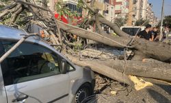 Aydın'da üzerine ağaç devrilen 2 otomobilde hasar oluştu