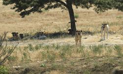 Başkentte bir genç sahipsiz köpeklerin saldırısına uğradı