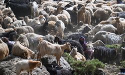 Hakkari yaylalarında otlatılan sürüler sağım için zorlu yolları aşıyor