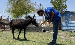 İzmir'deki yangında yaralanan 28 hayvan, Bursa'da tedavi ediliyor