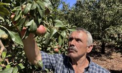 Zonguldaklı emekli madenci Deveci armudu üreticisi oldu