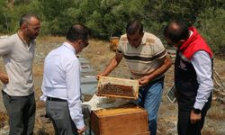 Erzincan'da üretilen geven balının hasadı başladı