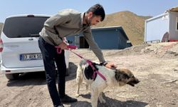 Sanatçı Ceylan Ertem'in Hakkari'de sahiplendiği köpek, Ahbap Derneği gönüllüsüne teslim edildi