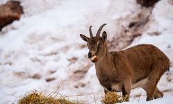 Adıyaman'da yaban keçileri karlı bölgede yiyecek ararken görüntülendi