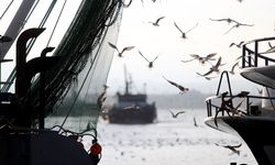 İğneada'da martılar balıkçı teknelerinin peşini bırakmıyor