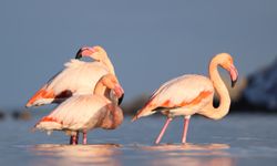 Kastamonu'da Ezine Çayı'na gelen flamingonlar renkli görüntüler oluşturdu