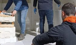 Samsun'da yasal boy sınırının altında 3 ton mezgit ele geçirildi