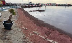 Tekirdağ'da lodos nedeniyle sahilin bir kısmı kırmızı yosunla kaplandı