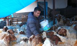 6 ŞUBAT DEPREMLERİNİN ÜÇÜNCÜ YILI - Depremzede besici, devlet desteğiyle hayvan sayısını artırdı