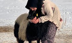 Annesi öldükten sonra sahip çıkarak büyüttüğü koyunla arkadaş oldu