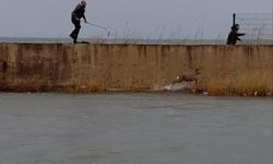 Balıkesir'de dere yatağında mahsur kalan karaca kurtarıldı