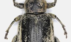 Bilim insanı çift, keşfettikleri böcekleri şehir ve bitki adıyla literatüre kazandırdı