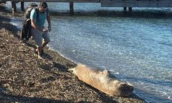Bodrum sahilinde nesli tehlike altındaki Akdeniz foku görüntülendi