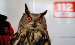 Çorum'da yaralı bulunan puhu tedavi altına alındı