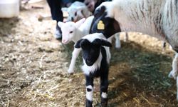 Denizli'de bir koyun tek batında 9 kuzu doğurdu