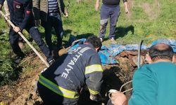 Denizli'de foseptik çukuruna düşen inek itfaiye ekiplerince kurtarıldı