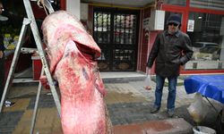 Edirne'deki Meriç Nehri'nde 102 kilogramlık yayın balığı yakalandı