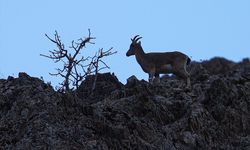 Hakkari'de sürü halinde beslenen yaban keçileri görüntülendi