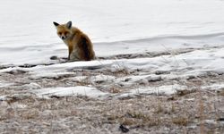 Kars'ta karlı arazide yiyecek arayan yaban hayvanları görüntülendi