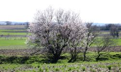 Kırklareli'nde badem ağaçları çiçek açtı